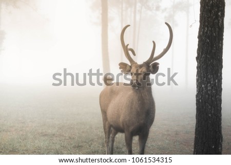 Similar – Image, Stock Photo no a Hirsch Nature Animal