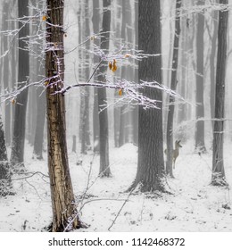 Deer in the winter forest
