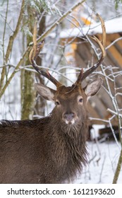 deer in the winter forest