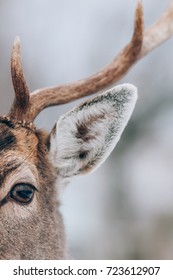 Deer in winter time.