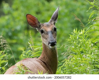 Deer In The Woods Of Frick Park