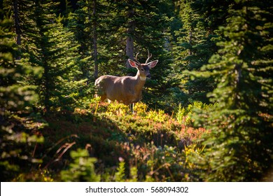 751 Mount Rainier Wildlife Images, Stock Photos & Vectors 