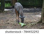 deer in the zoo