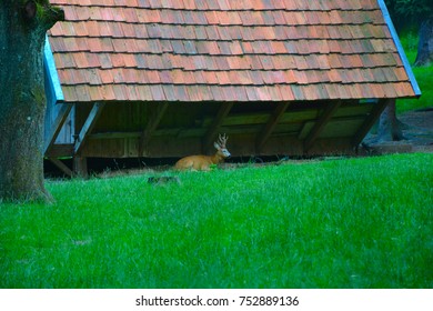 deer in the zoo