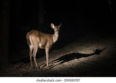 Deer In Zoo Night Safari.