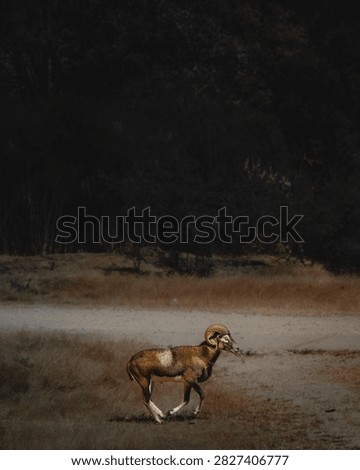 A deer-like ungulate standing alone on a pale open track in dim woodland light.