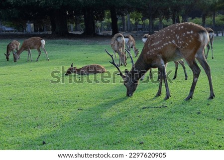 The deers bambi eating in the nature