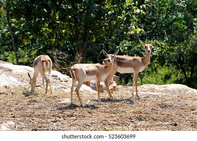 Deers In Bannerghatta National Park, India