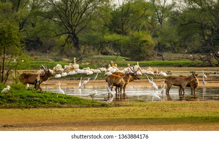 Deers And Birds, Bharatpur Bird Sanctuary