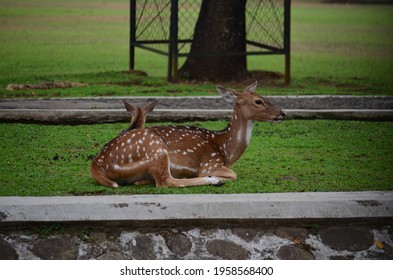 Deers In Bogor Palace, Indonesia