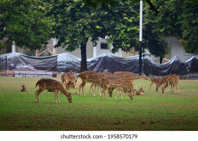 Deers In Bogor Palace, Indonesia