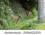 Deers by the road near nanaimo