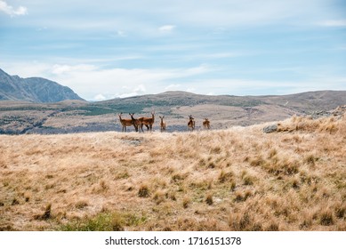 Deers At Deer Park Heights, Queenstown, South Island, New Zealand