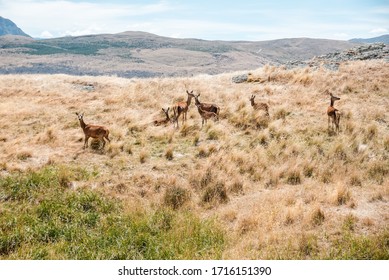 Deers At Deer Park Heights, Queenstown, South Island, New Zealand