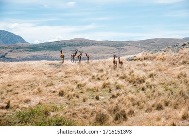 Deers At Deer Park Heights, Queenstown, South Island, New Zealand