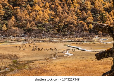 Deers Feeding Below The Sacred Mount Jambeyang (Yang Mai Yong) At Ya Ding Nature Reserve Also Honored As 