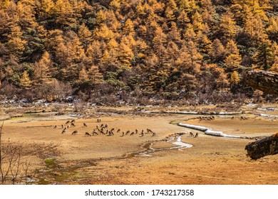 Deers Feeding Below The Sacred Mount Jambeyang (Yang Mai Yong) At Ya Ding Nature Reserve Also Honored As 