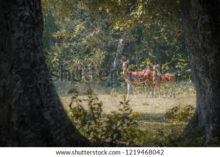 Deers Framed In The Arm Of Nature 
