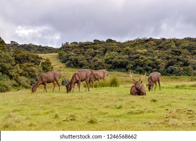 Deers in the Hortons Plains National Park in Sri Lanka - Shutterstock ID 1246568662