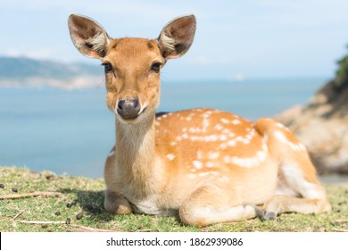 Deers In The Matsu Daegu Island