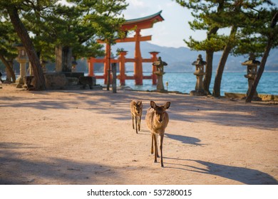 宮島 鹿 の画像 写真素材 ベクター画像 Shutterstock