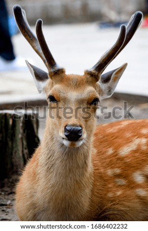 Similar – Image, Stock Photo The japanese deer