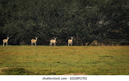 Deers on the field