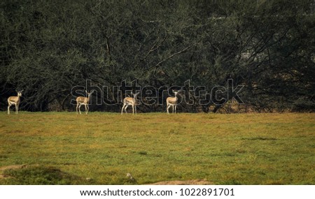 Deers on the field