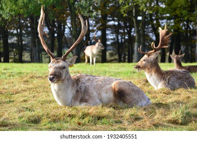 Deers In Phoenix Park At Dublin, Ireland