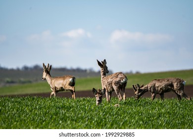 Deers In The Valley's Of Mátra