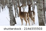 Deers, Winter, Winnipeg, Manitoba, Canada