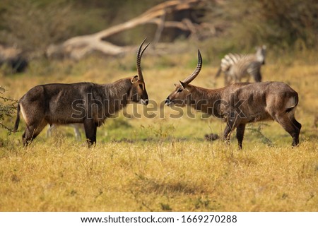 Defassa waterbuck is a large, robust animal with long, shaggy hair and a brown-gray coat that emits an oily secretion from its sweat glands, which acts as a water repellent.