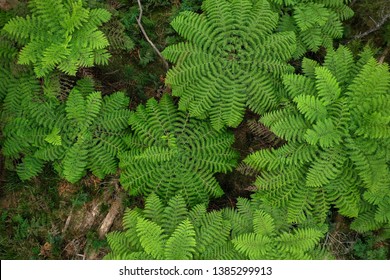 DefaultGigantic Leafy Green Perfect Ferns, Symmetrical Leaves, 1hr Drive From Melbourne, Victorias' High Country, Natural Forest, Drone, Top Down, Lush, Australia, 4k