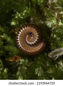 Defense Mechanism Of A Millipedes (Diplopoda)