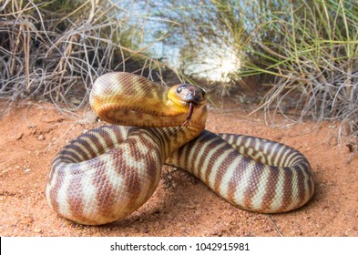 Defensive posture Woma Python Aspidites ramsayi