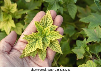 Deficiency Of Minerals In Plant. Lack Of Nitrogen, Potassium. Sick Yellow Currant Leaves