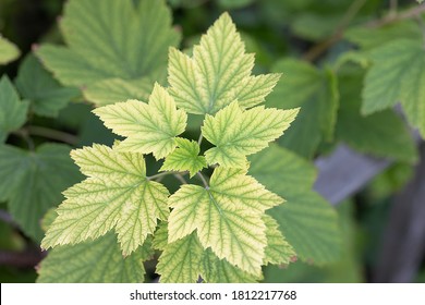 Deficiency Of Minerals In Plant. Lack Of Nitrogen, Potassium. Sick Yellow Currant Leaves