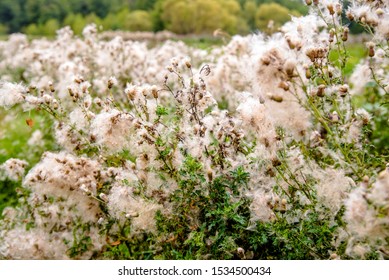 827 Defloration Images Stock Photos Vectors Shutterstock 827 Defloration Images Stock Photos Vectors Shutterstock
