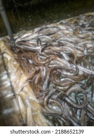 Defocouse Abstract Background Of Indonesian Catfish Scramble To Eat In Aquaculture Ponds