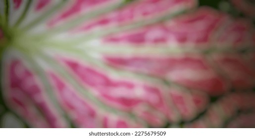 Defocus of abstrack bacground of plants