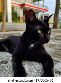 defocus background building while a dark black feral cat was resting by the side of the road, looking around intently for food