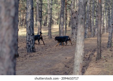 Defocus, Blurred Motion, Noise, Grain Effect. Two Dogs Running Through The Woods. A Male And A Female Rottweiler. A Sunny Autumn Day. Tall Pines. Pets.  No People.