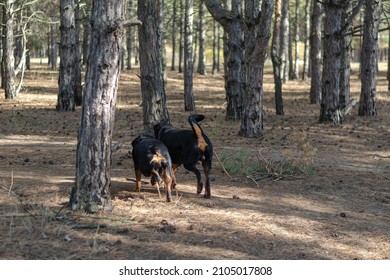 Defocus, Blurred Motion, Noise, Grain Effect. Two Dogs Running Through The Woods. A Male And A Female Rottweiler. A Sunny Autumn Day. Tall Pines. Pets.  No People.