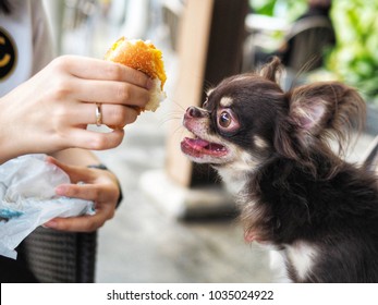 Defocus Brown Colour Of Chihuahua Dog Breed Eating  Human Food. Look Starving Dog While Human Food Is Also Harmful To Them.