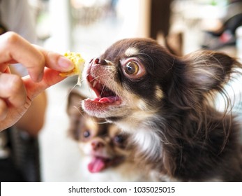 Defocus Brown Colour Of Chihuahua Dog Breed Eating  Human Food. Look Starving Dog While Human Food Is Also Harmful To Them.