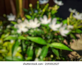 Defocus And Gaussian Blur Of The Flower