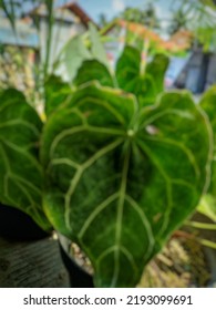 Defocus And Gaussian Blur Of The Plant