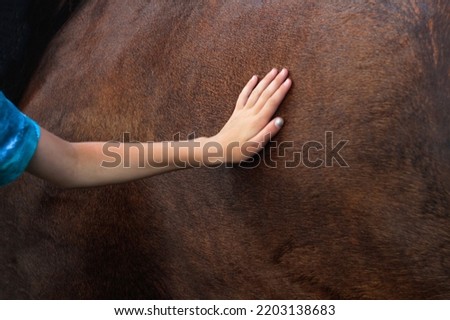 Defocus hand touching brown horse. A female hand stroking a brown horse. Tenderness and caring for animals concept. Psychotherapy, wellness, reiki. Out of focus.