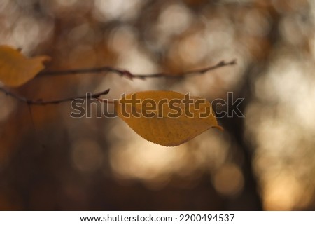 Defocus last yellow leaf hanging on the branch of the tree on blurred background of late autumn woodland. Symbol of late rainy autumn. Dark fall. Bokeh. Out of focus.