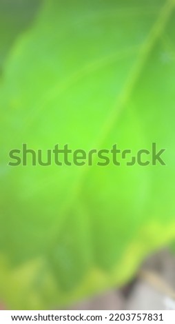 defocus leaf texture is not known with certainty in the morning Brebes, Central Java Indonesian